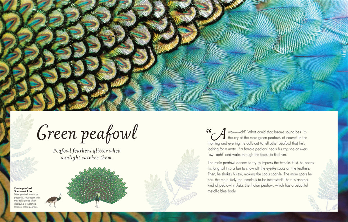 Anthology Birds Book