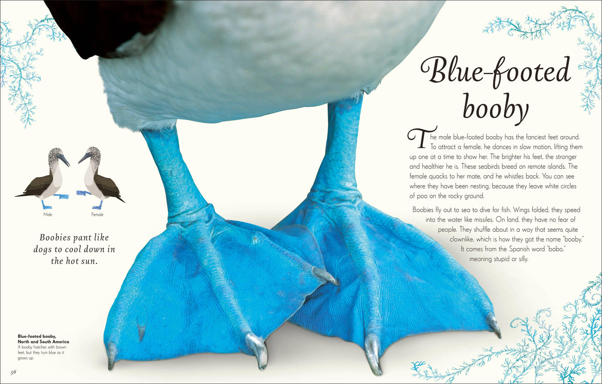 Anthology Birds Book