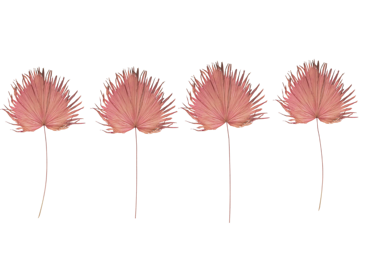Pink Dried Palm Leaf