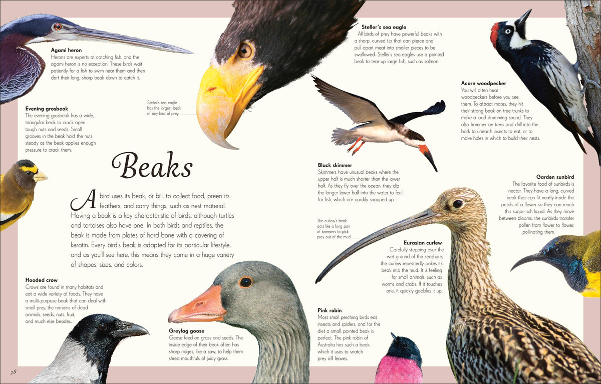 Anthology Birds Book
