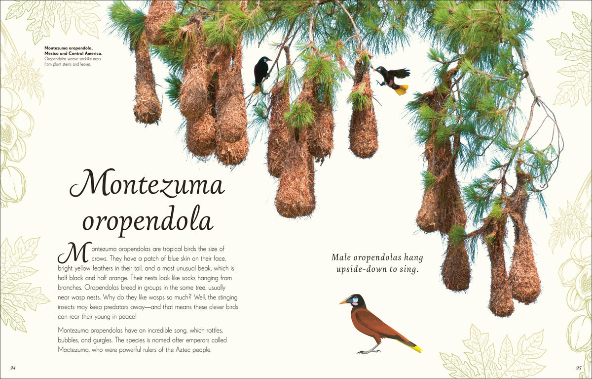 Anthology Birds Book