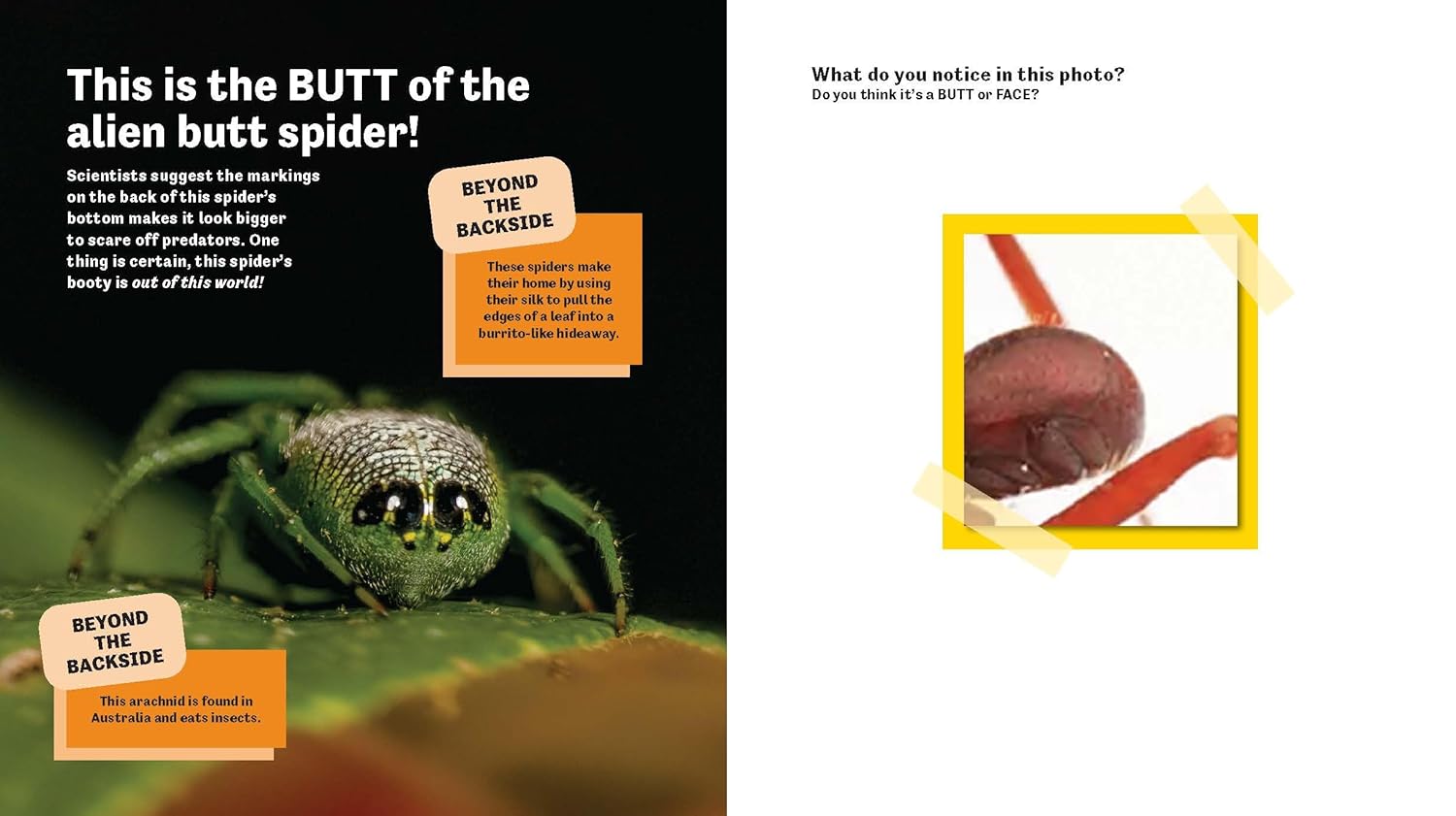 Butt or Face? Book, Vol. 2