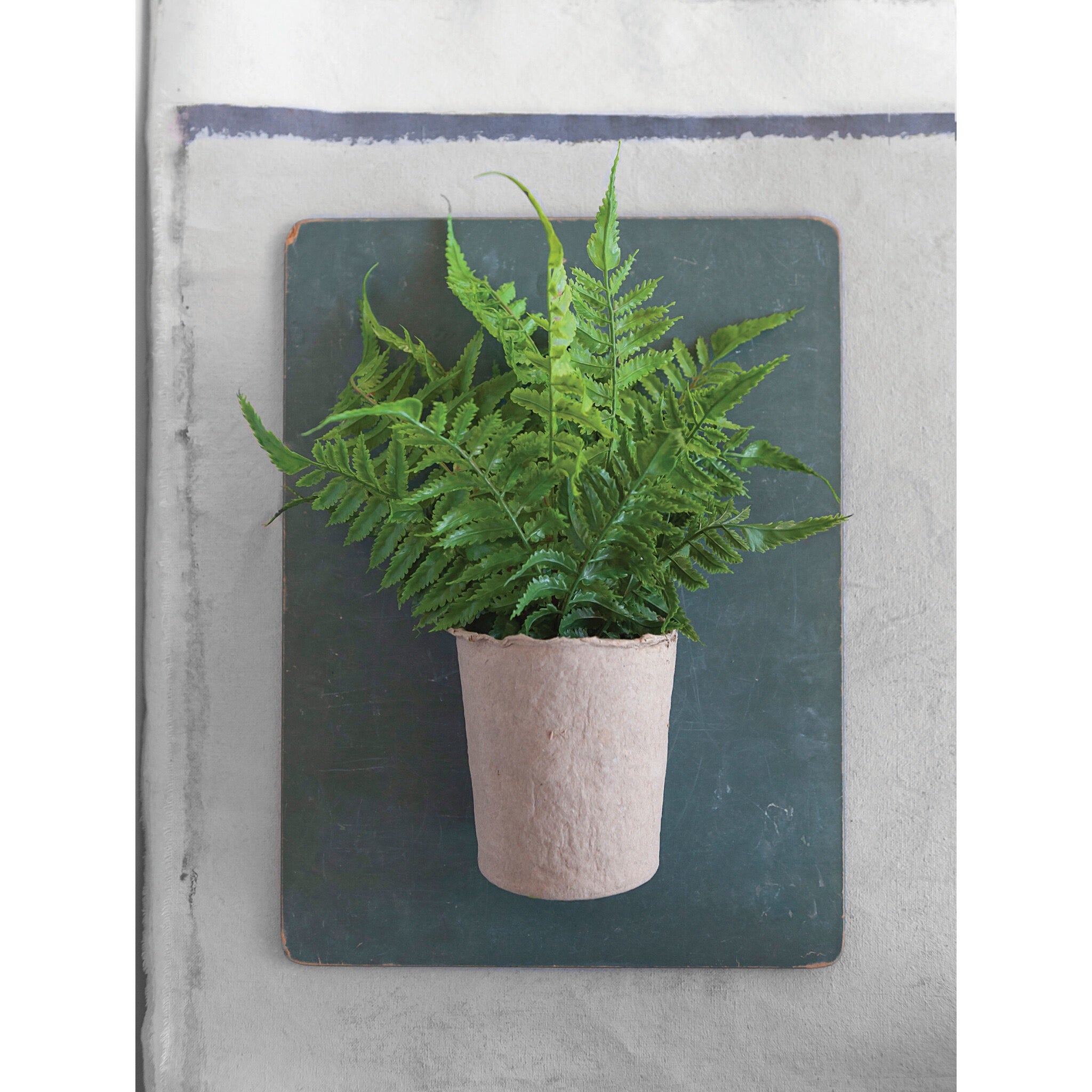 Faux fern in paper pot