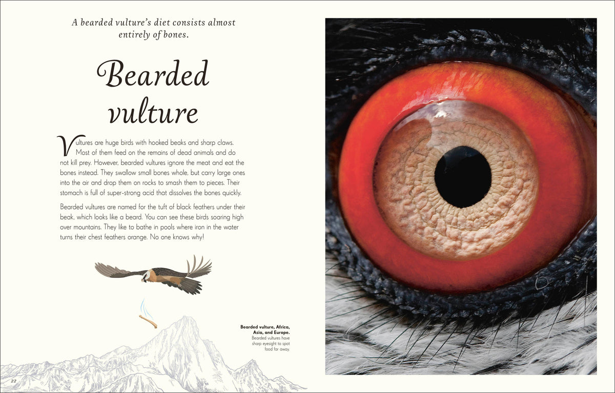 Anthology Birds Book