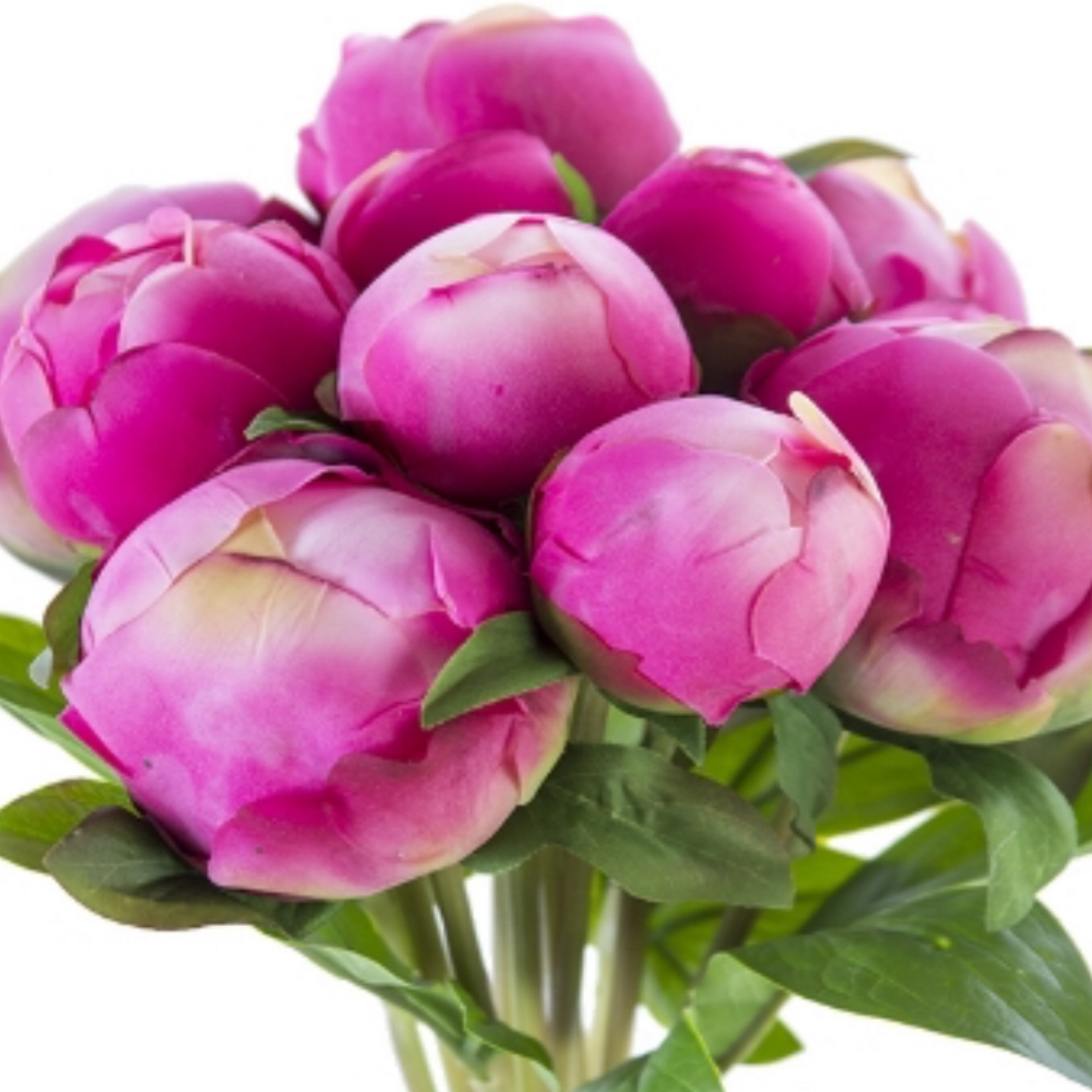Peony Bud Bundle - Fuchsia & Cream